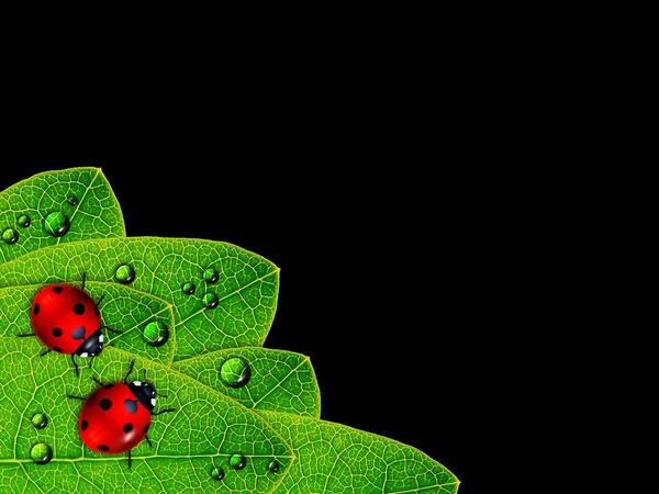 Coccinella seduta su foglia verde su nero — Foto Stock