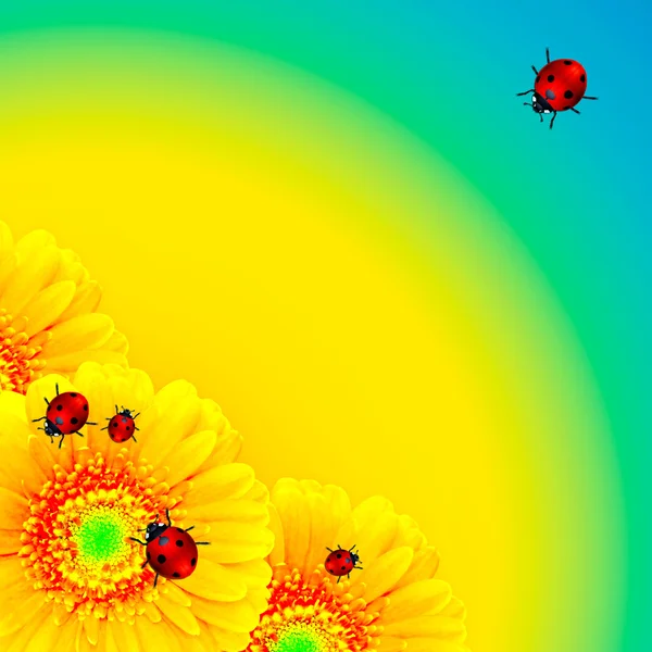 Bloem met lieveheersbeestjes voorjaar achtergrond — Stockfoto