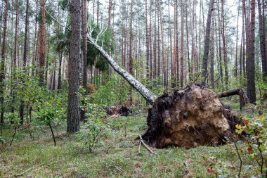Kasırga sonra düşmüş ağaç