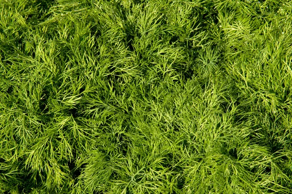 Dill Stock Photo