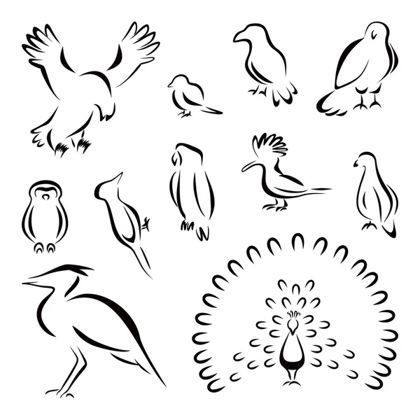 Conjunto de aves — Archivo Imágenes Vectoriales