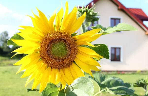 Sunflower in the garden — Stock Photo, Image