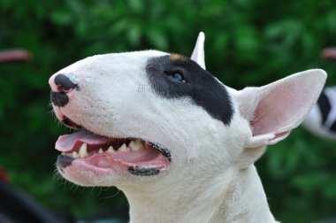 Young Bull Terrier clipart