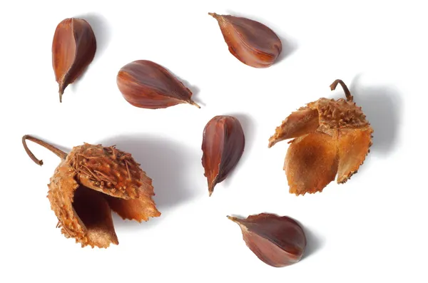 Nueces de haya comunes — Foto de Stock