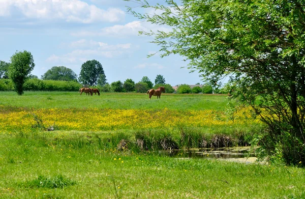 Summer Landscape — Stock Photo, Image