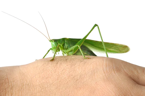 Sprinkhaan op Hand — Stockfoto