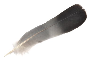 izole tüy