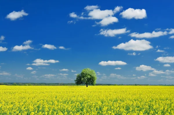 Lente landschap, eenzame boom en raapzaad veld — Stockfoto