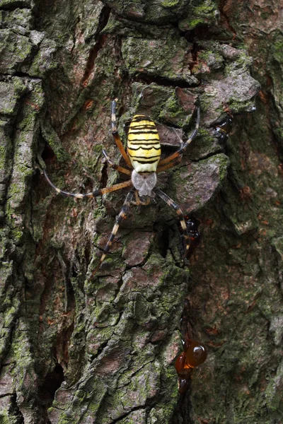 WASP-павук — стокове фото