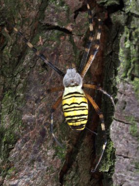 Wasp örümcek