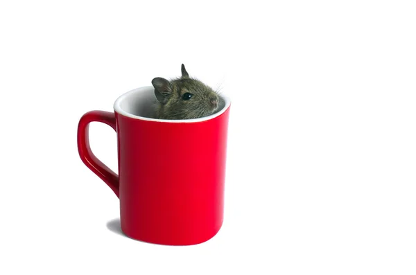 Mouse in a Mug — Stock Photo, Image