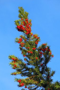 Yew branch with berries clipart