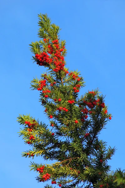 Taxus tak met bessen — Stockfoto