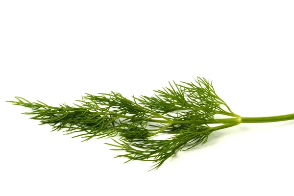 Green dill leaf — Stock Photo, Image