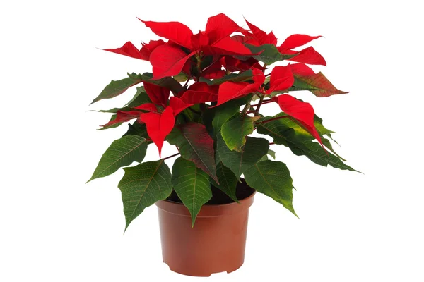 Estrella de Navidad Flor, Poinsettia — Foto de Stock