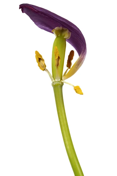 Withered tulip flower — Stock Photo, Image