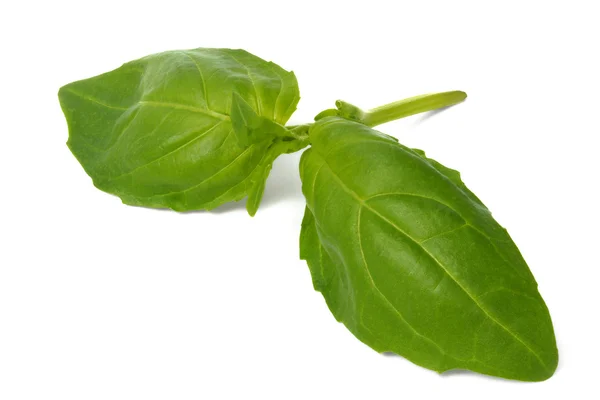 Basil leaves on white — Stock Photo, Image