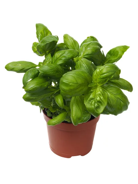 Basil herb on white — Stock Photo, Image
