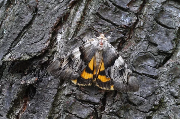 Papillon de nuit cramoisi clair sous l'aile — Photo