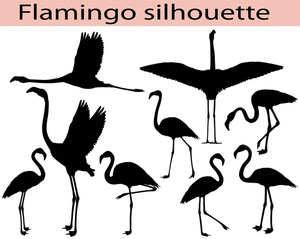 Συλλογή Από Σιλουέτες Πουλιών Φλαμίνγκο — Διανυσματικό Αρχείο