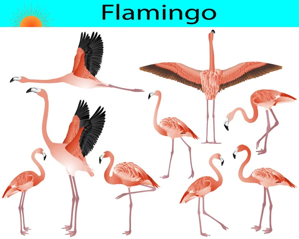 Renkli Flamingo Kuşları Koleksiyonu — Stok Vektör