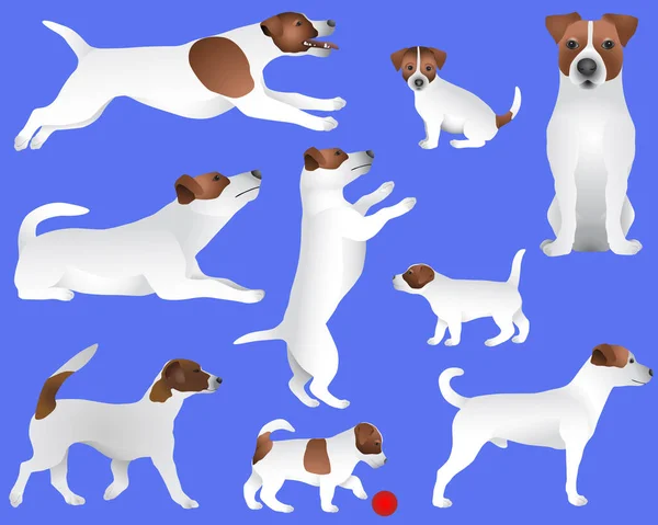 Kolekcja Rasy Psów Terrier Jack Russell Kolorze Obrazu — Wektor stockowy
