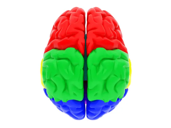 Cerebro humano 3D — Foto de Stock