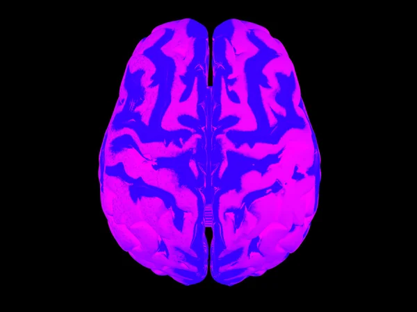 Cérebro humano 3D — Fotografia de Stock