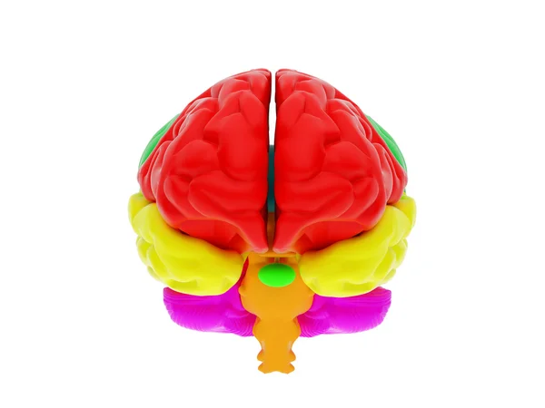 Cerebro humano 3D — Foto de Stock