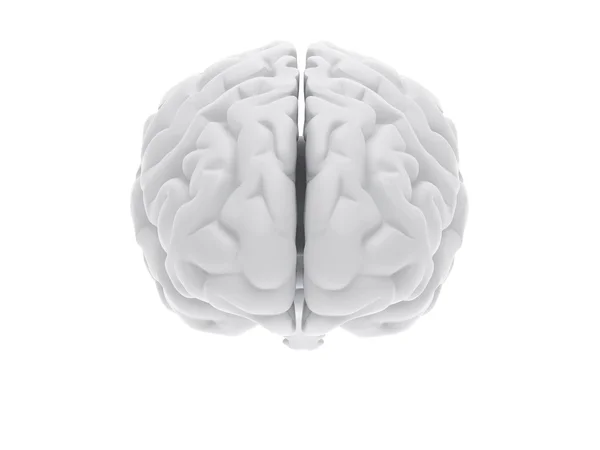 Cerebro humano 3D — Foto de Stock