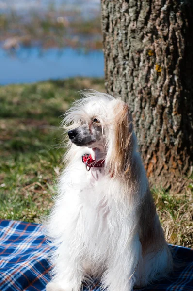 Kinesisk nakenhund hund — Stockfoto