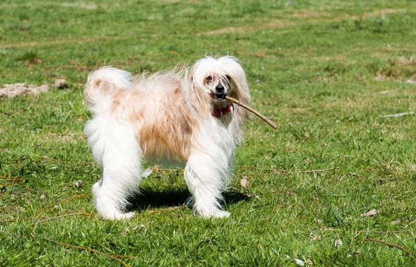 Chinesischer Haubenhund — Stockfoto