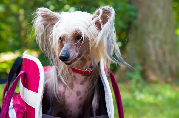 Chinesischer Haubenhund — Stockfoto