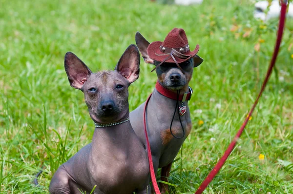 Perro mexicano sin pelo — Foto de Stock