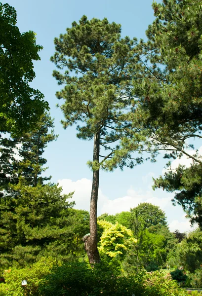 Bos zonnige zomerdag — Stockfoto