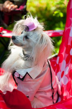 Çince Tepeli Köpek