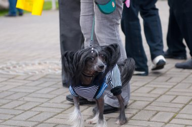 Çince Tepeli Köpek