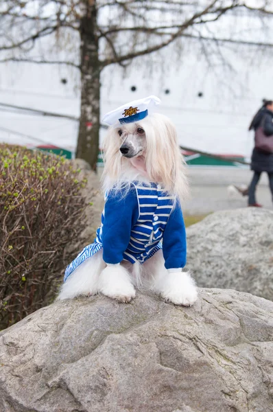 Chinesischer Haubenhund — Stockfoto