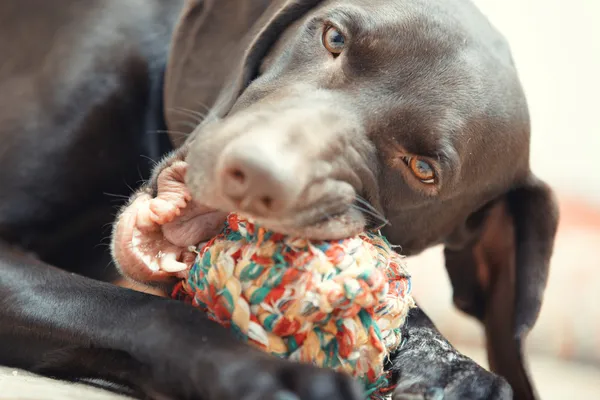 Hund och bollen — Stockfoto