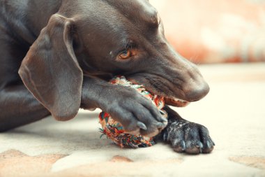 köpek ve topu