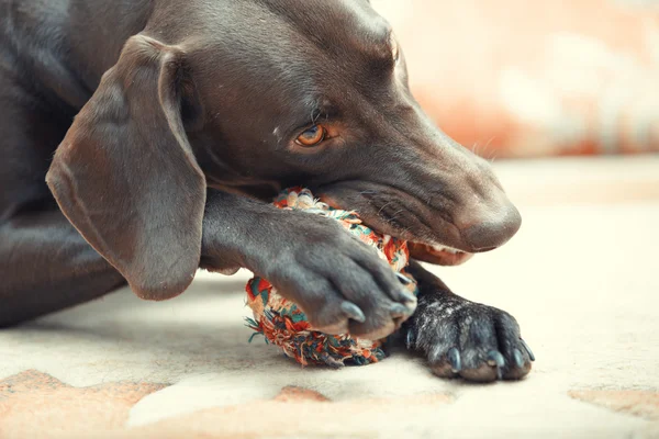 Chien et balle — Photo