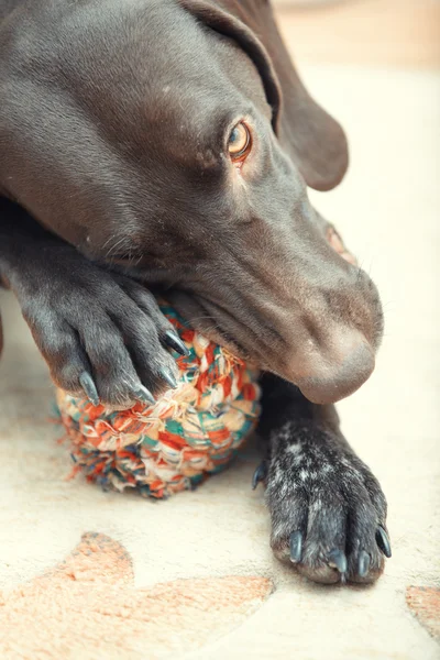 Hond en bal — Stockfoto