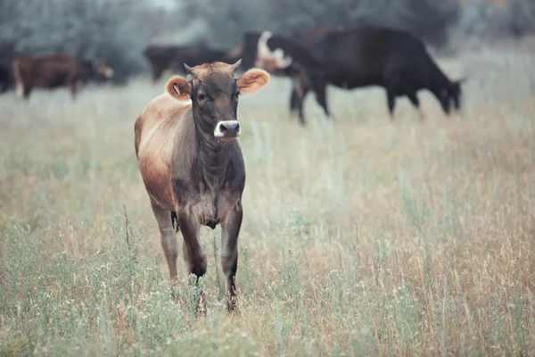 Vacas em campo — Fotografia de Stock