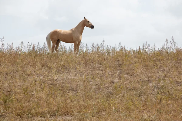 Horse in steppe — Stock Photo, Image