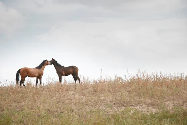 Twee paarden — Stockfoto