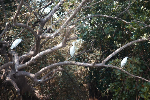 三个白苍鹭 — 图库照片
