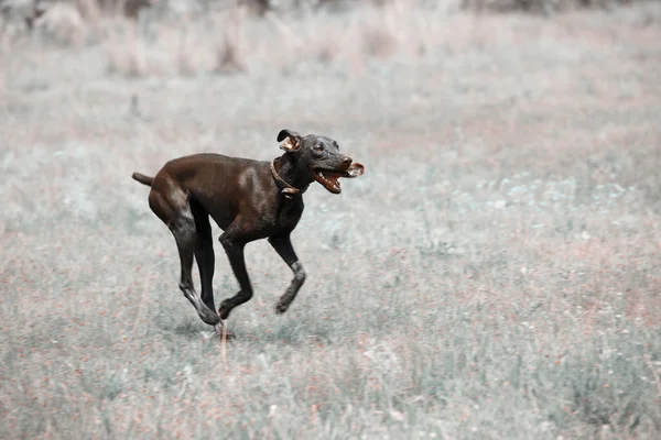 Smutsig hund kör — Stockfoto