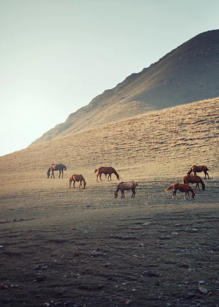 At sürüsü. — Stok fotoğraf