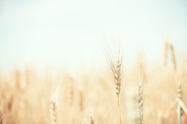 Wheat field clipart