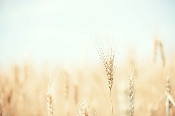 Пшенична сфера Стокове Зображення
